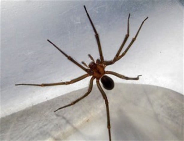 Araña violinista ¿Qué puedes hacer ante una picadura?