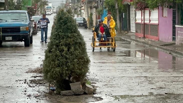 Siembran pinos de navidad, como protesta a obra que olvidó el Ayuntamiento de Poza Rica