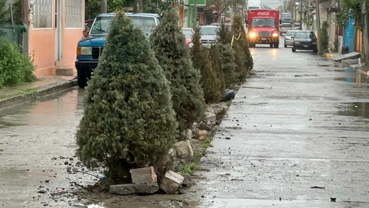 Siembran pinos de navidad, como protesta a obra que olvidó el Ayuntamiento de Poza Rica