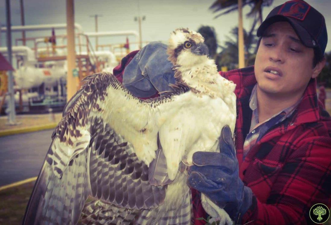 Rescatan águila en Alvarado; estaba mal herida de sus alas