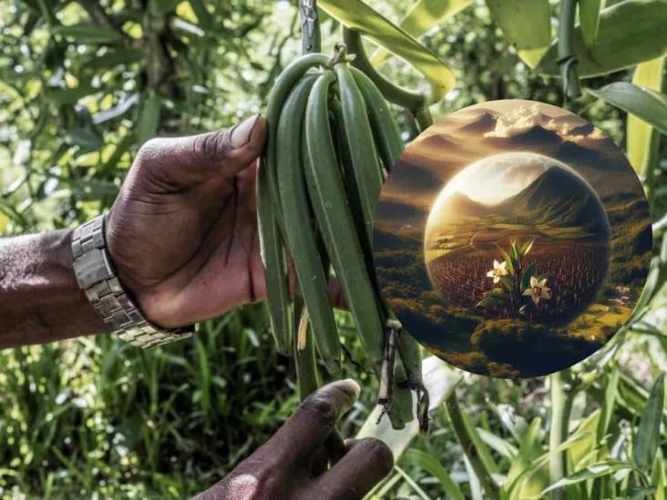 Cultivos de vainilla, a merced del cambio climático