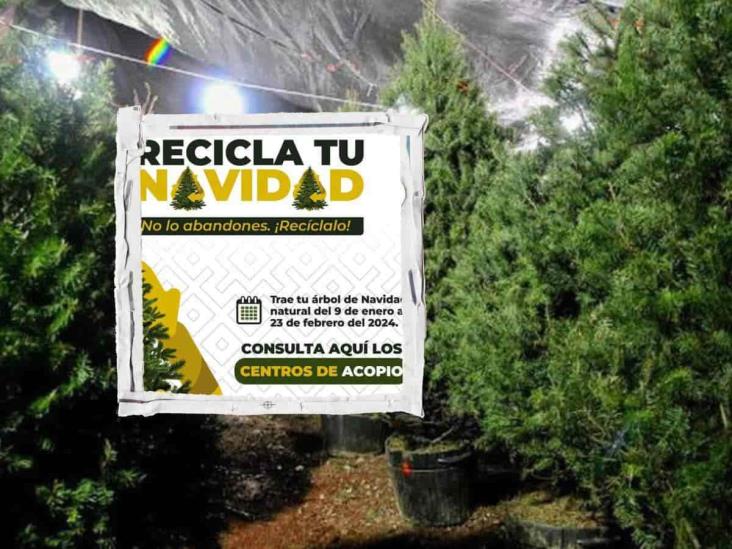 ¿Dónde están los centros de acopio de árboles de navidad en Xalapa?