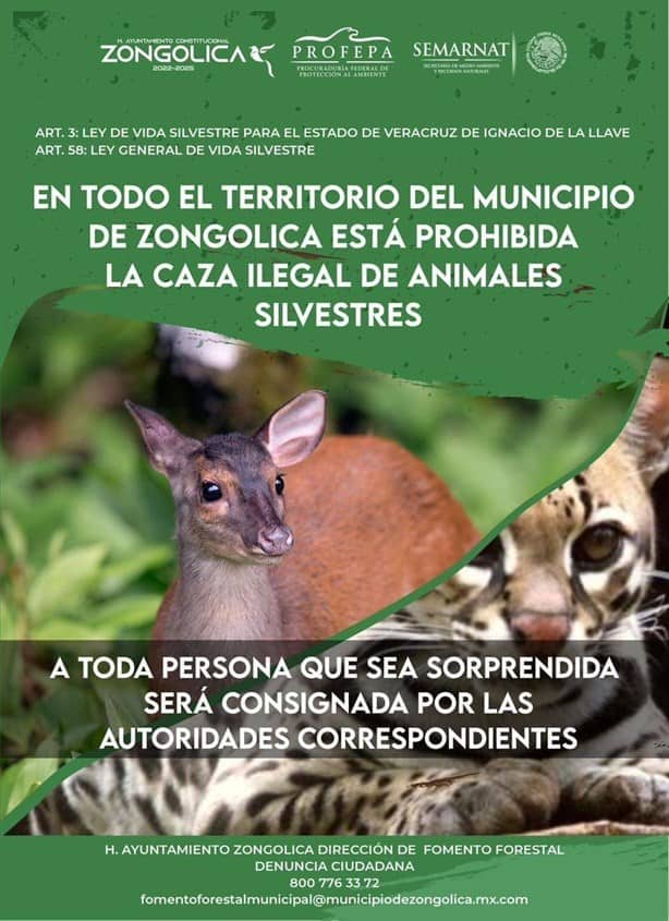 Venados rescatados de cazadores en Zongolica serán regresados a su hábitat: alcalde