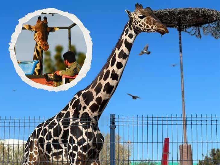 Jirafa Benito inicia traslado de 50 horas rumbo a Africam Safari Se le congelaban las pestañas