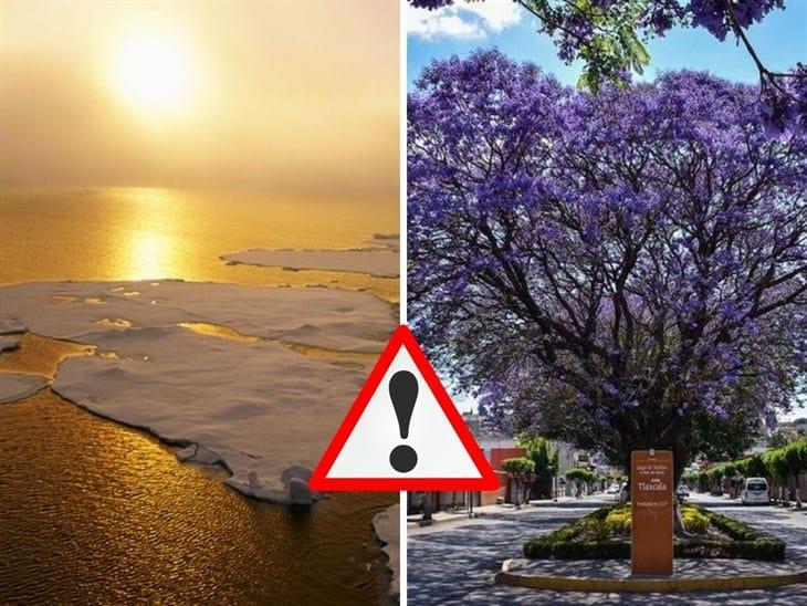 ¿Jacarandas floreciendo en invierno? alertan por calentamiento global 