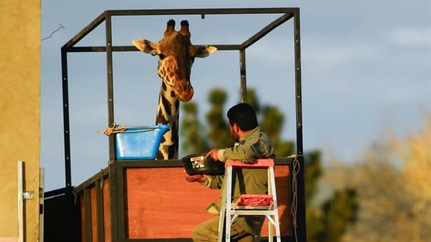 Jirafa Benito llega a Africam Safari en Puebla ¡tras 30 horas de viaje!