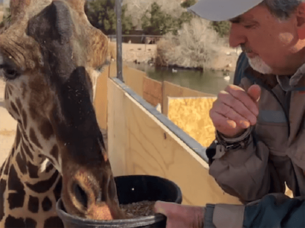 ¡Benito la jirafa ya es poblano! Así fue su llegada a Africam Safari en Puebla