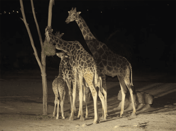 ¡Benito la jirafa ya es poblano! Así fue su llegada a Africam Safari en Puebla