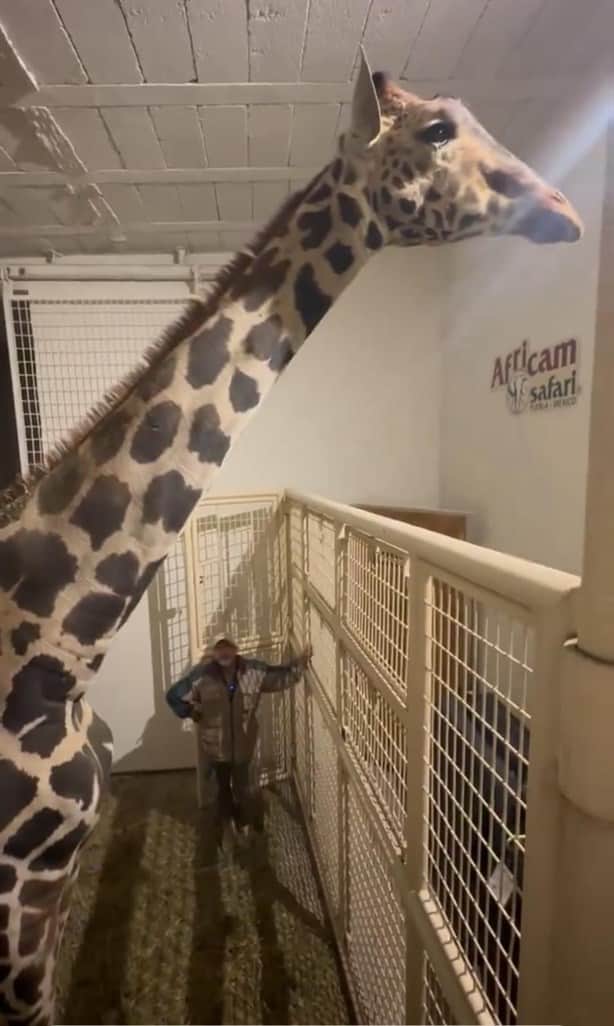 Jirafa Benito ¿Cuánto cuesta la entrada para visitarla en Africam Safari? ¡Checa!