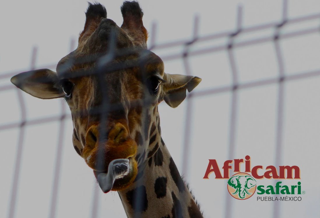 Estas curiosidades debes saber de las jirafas antes de visitar a Benito en Africam Safari