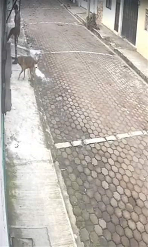 Desquiciado intenta ahorcar a perro en Coatepec, todo porque le ladró