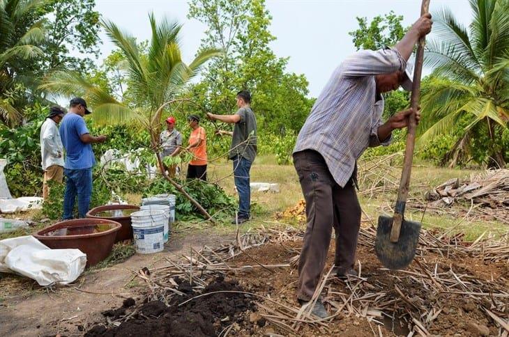 Sembrando Vida: Este año se estima una producción de 800 mil toneladas de maíz