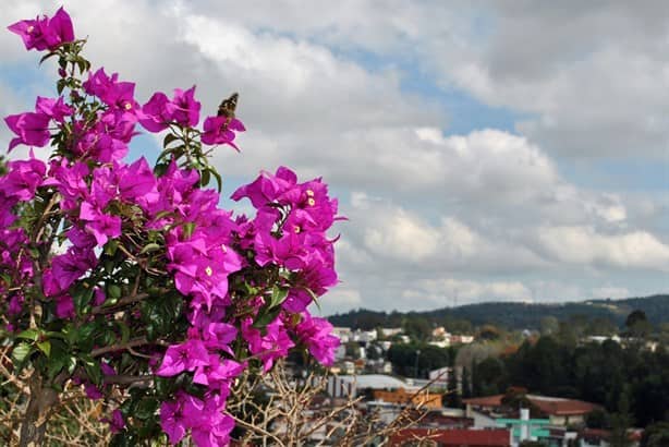 Festival Flores de Primavera en Xalapa; fechas y actividades ¡Checa! 