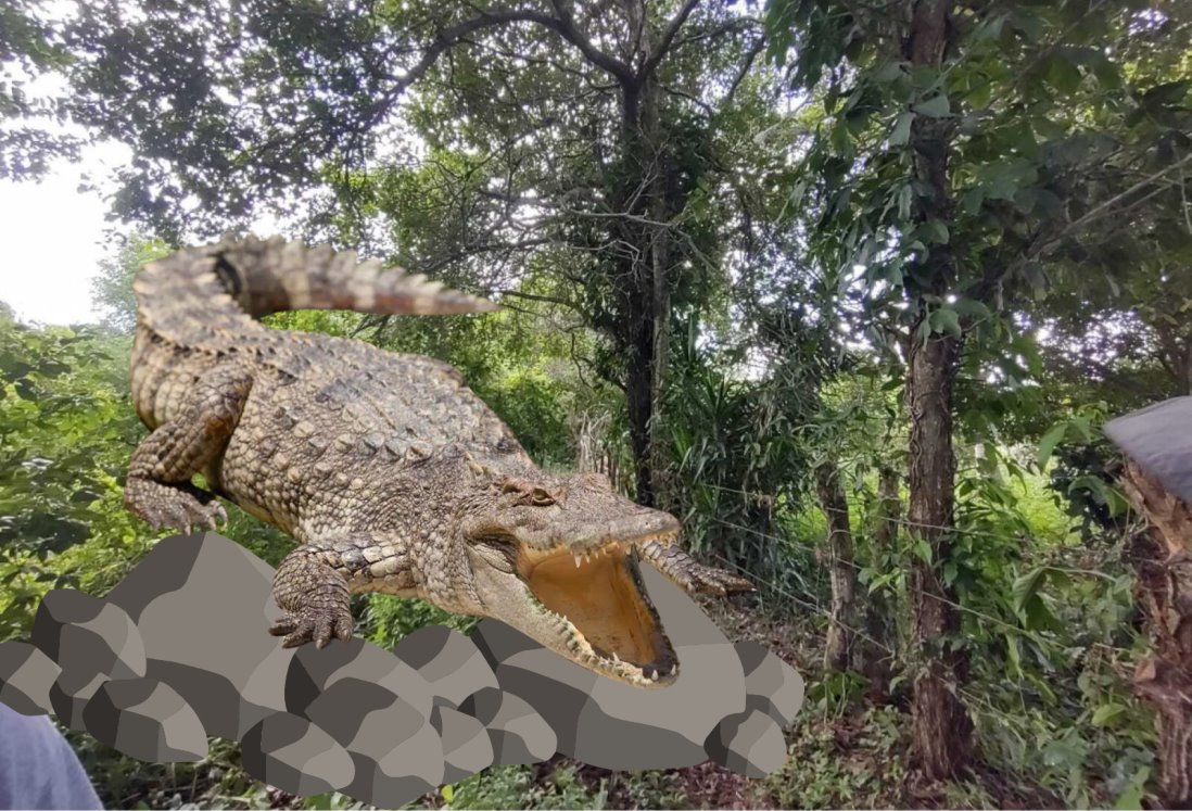 Hallan cocodrilo en Antón Lizardo, Veracruz; mide 2 metros