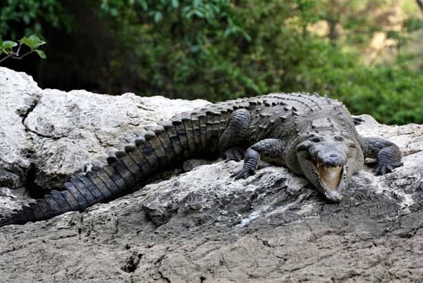 Esta especie de cocodrilo acecha cerca de Antón Lizardo, Veracruz