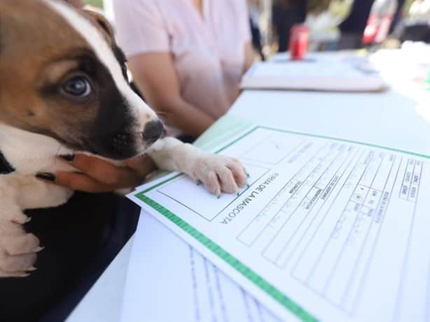 CURP para mascotas: así puedes obtenerlo gratis en Xalapa ¡Checa!