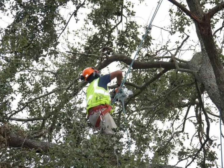 Árboles sin podar, un riesgo de corto circuito en Misantla