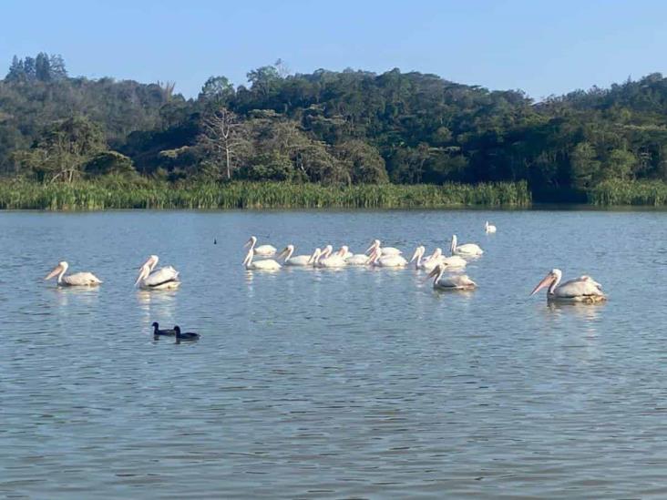 Pelícanos son atacados por pescadores en laguna cercana a Xalapa