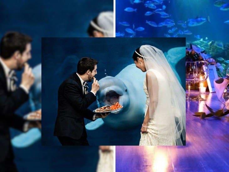 Preparan bodas colectivas en el Aquarium de Veracruz  Cásate a la veracruzana