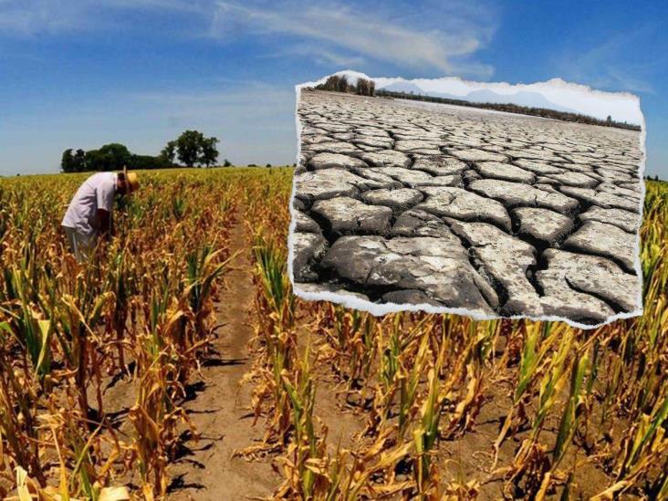‘El Niño’ afecta miles de hectáreas de cultivos en Veracruz; apoyos siguen en revisión