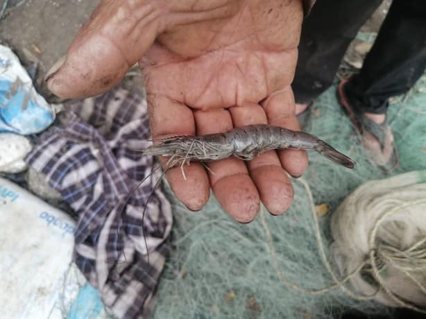 Sorprende mortandad de peces en laguna de Veracruz