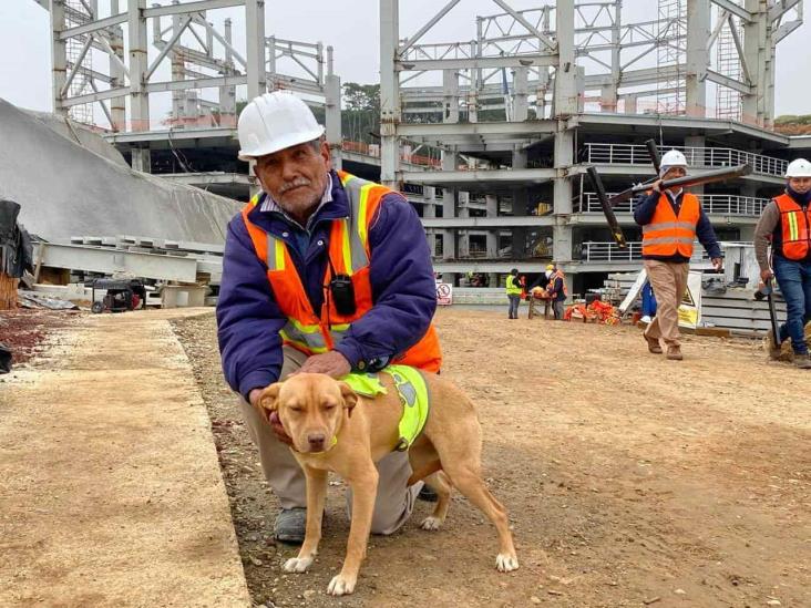 Karely: perrita rescatada que hoy vigila obras de El Nido del Halcón (+ Video)