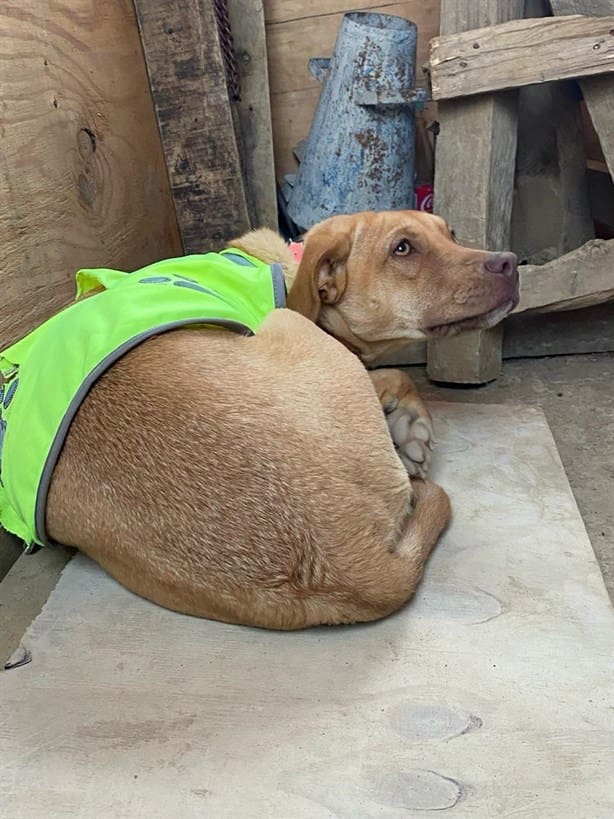 Karely: perrita rescatada que hoy vigila obras de El Nido del Halcón (+ Video)