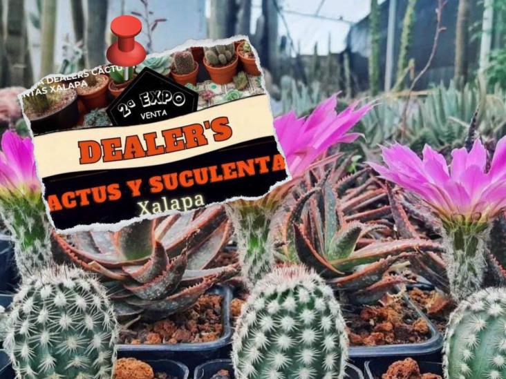 Expo venta de cactus y suculentas en Xalapa: estas son las fechas y sede