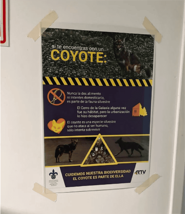 Por aumento de coyotes en Xalapa, ambientalistas piden nuevas áreas naturales protegidas