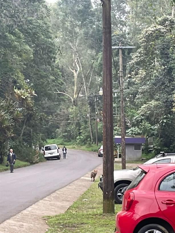 Por aumento de coyotes en Xalapa, ambientalistas piden nuevas áreas naturales protegidas