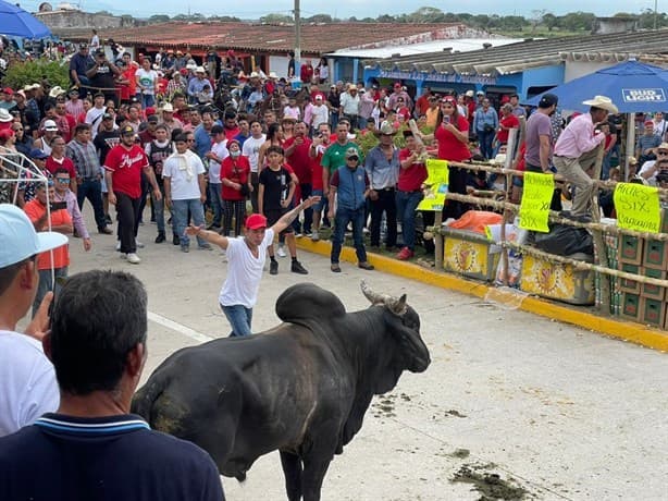 Sueltan los toros por las fiestas de la Candelaria en Tlacotalpan | FOTOS