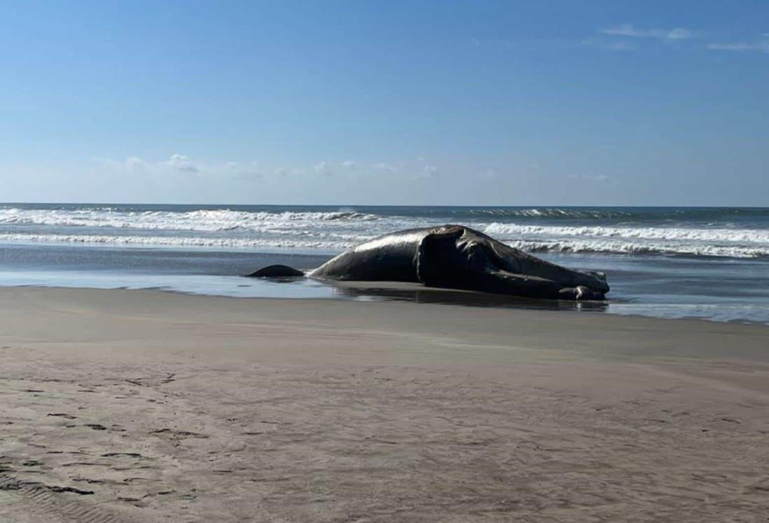 Hallan a ballena jorobada sin vida en playas de Acapulco