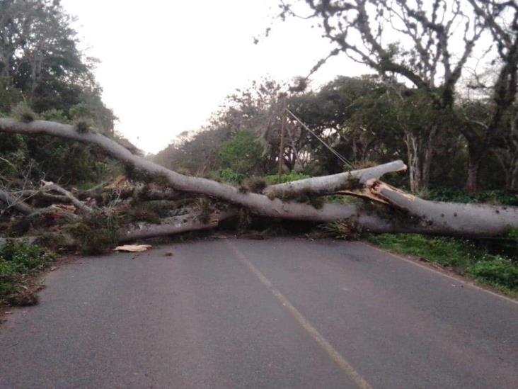 Cae árbol en la carretera Coatepec-Tlaltetela; ¿está abierto el paso?