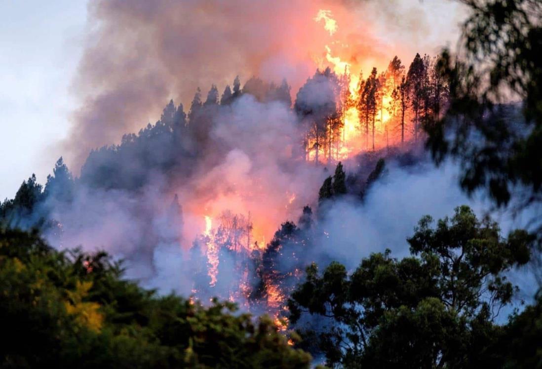 Incendios forestales afectaron más de 2 mil hectáreas de bosques en Veracruz en 2023