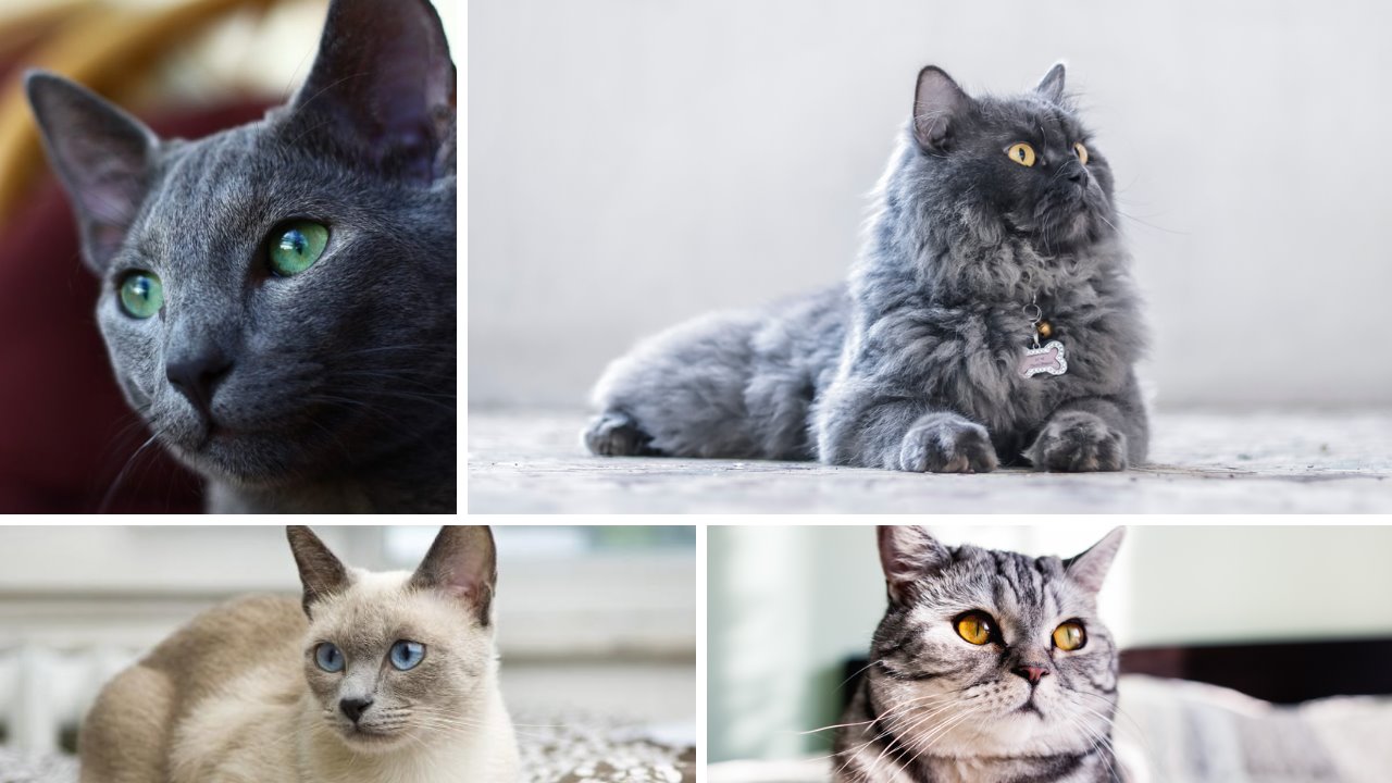 ¿Cuáles son las razas de gatos más tranquilas?