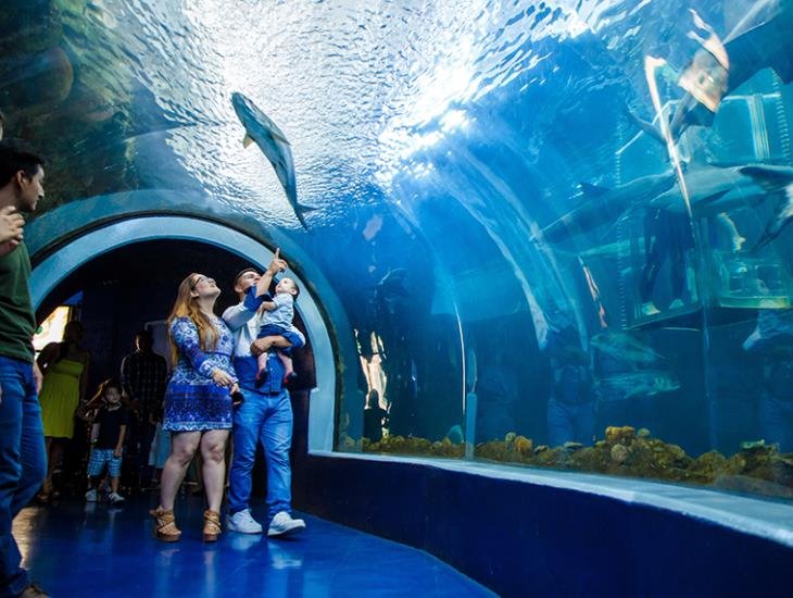 ¿Quieres visitar el acuario de Veracruz? Podrás hacerlo por este súper precio