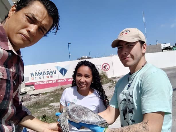 Tortuga es rescatada y trasladada de forma urgente al Acuario de Veracruz