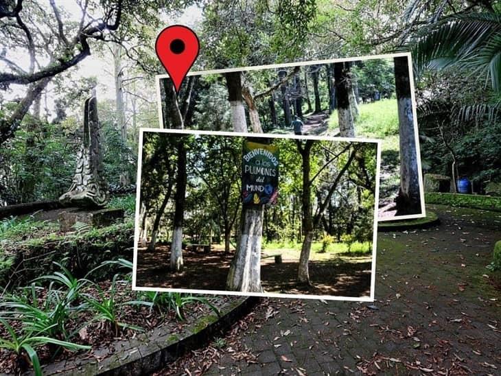 El bosque La Estación: el oasis verde de Xalapa 