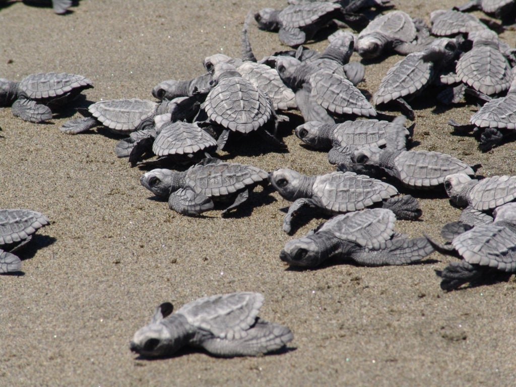¿Sabes qué playas de Veracruz son reconocidas como santuarios de tortugas? Te decimos
