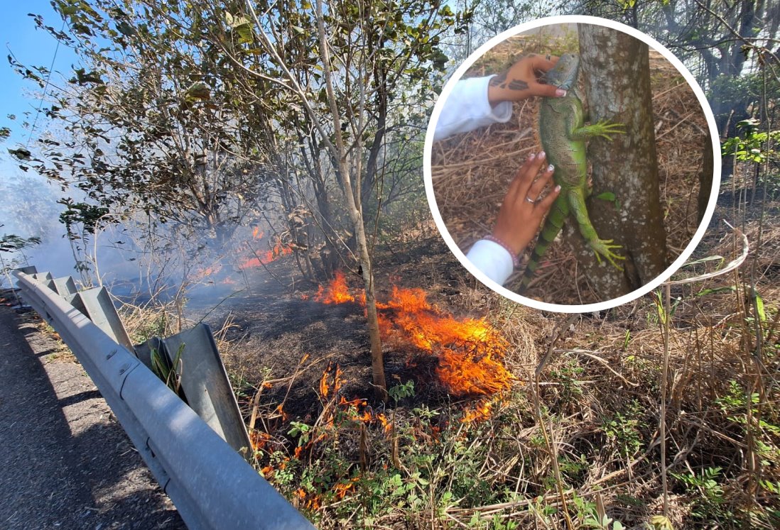 Rescatan a iguana de morir en incendio de pastizal en Úrsulo Galván, Veracruz