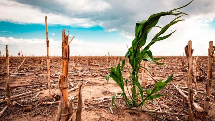 Así afectará la sequía en los cultivos de Veracruz