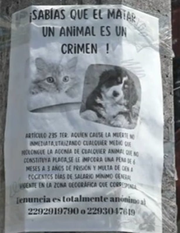 Denuncian envenenamiento múltiple de gatos en Fraccionamiento Puente Moreno, en Veracruz