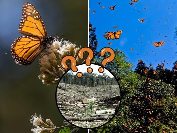 Disminuye paso de mariposas monarca por México ¿Cuál es la razón? 