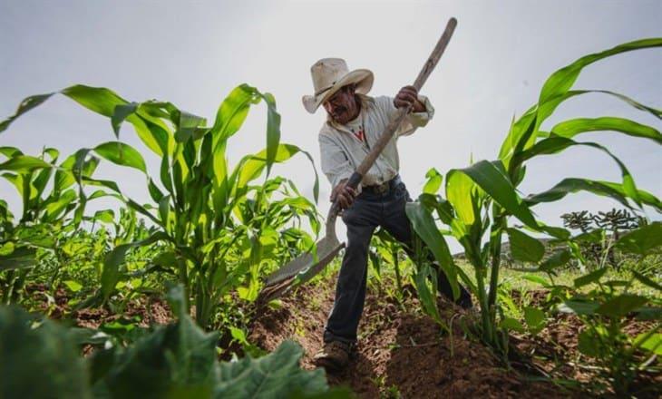 SAGARPA: Se destinarán 17 mil 489 mdp en fertilizantes para productores
