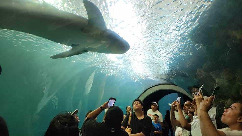 Para Sectur, Aquarium de Veracruz es el mejor de Latinoamérica