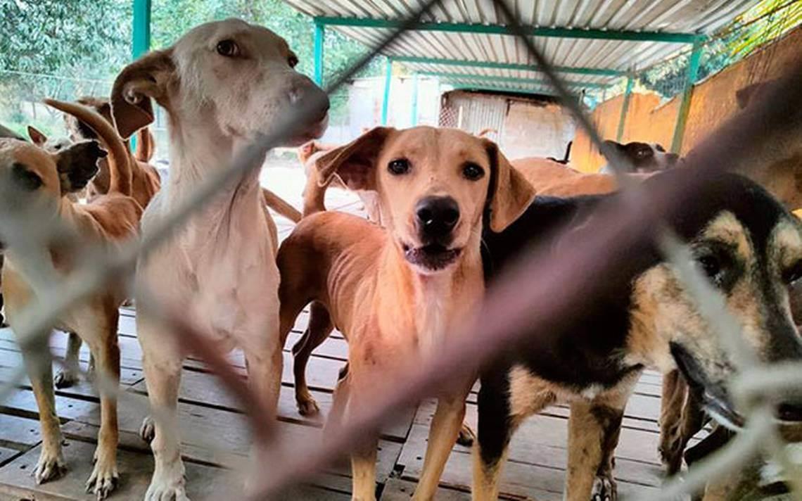 Invitan a pasarela de adopción de perritos y Croquetón en apoyo al refugio La Roca, en Veracruz