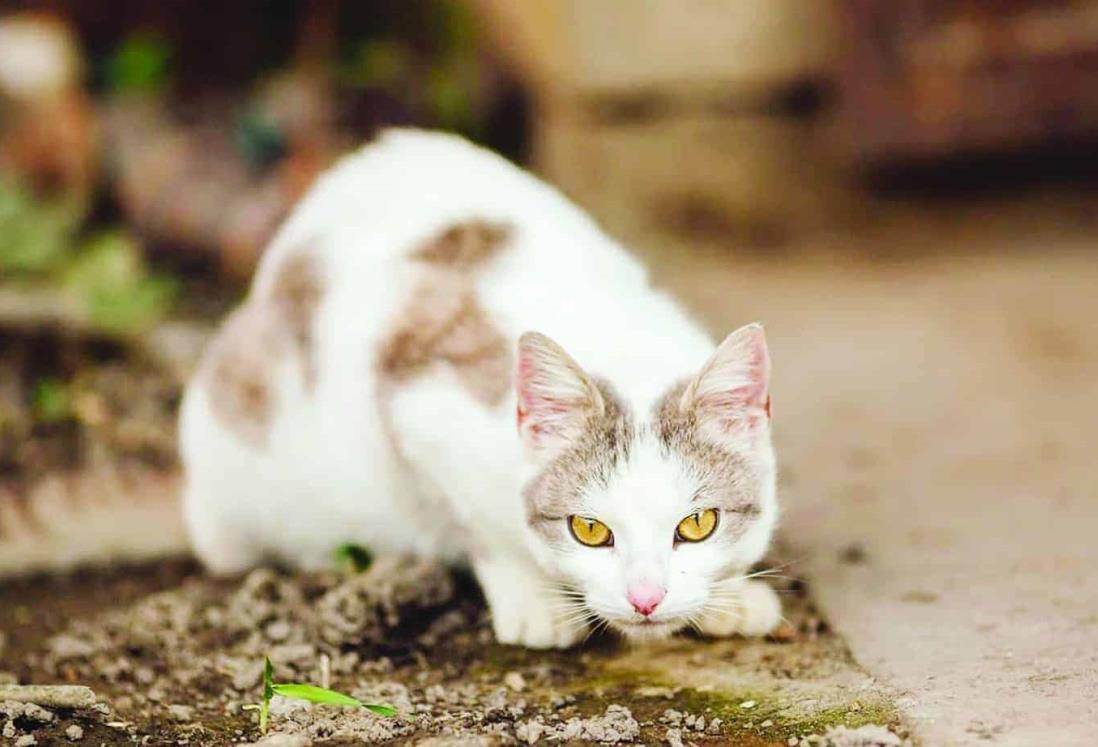 Protección animal investigará presunto envenenamiento de gatos en Medellín de Bravo