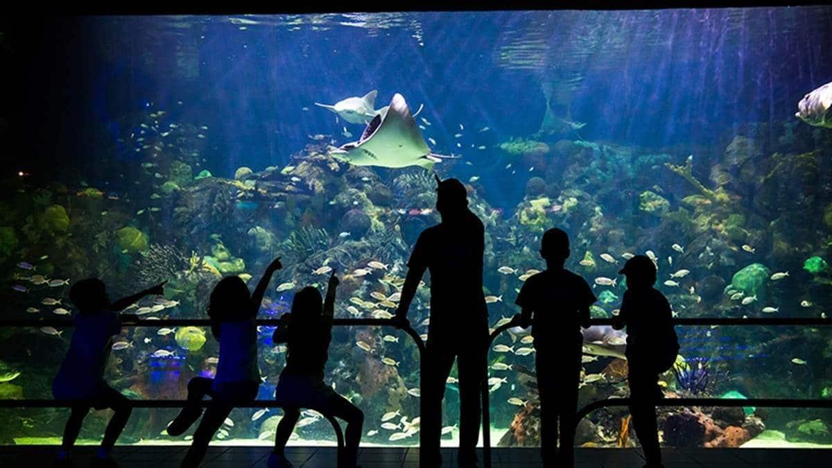 La inversión para renovar el Aquarium de Veracruz