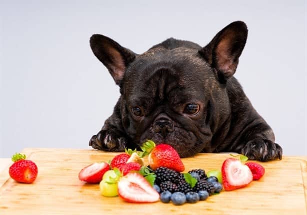 Mascotas: ¿sabes cuáles son las frutas que pueden comer los perros? 