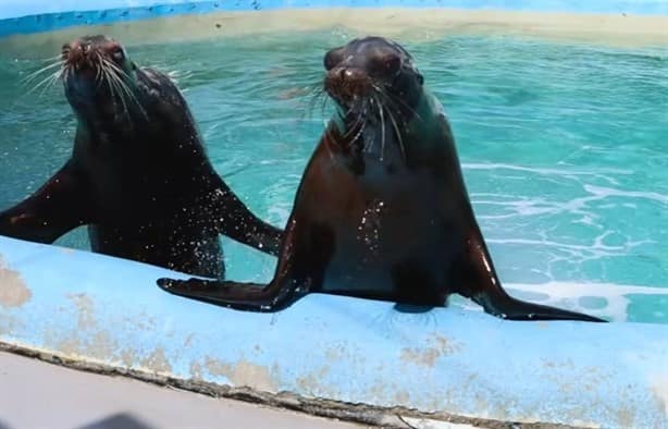 Así lucen los lobos marinos que se exhibirán en el acuario de Veracruz